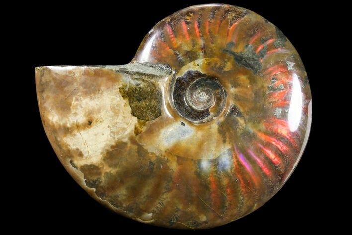 Iridescent Red Flash Ammonite - Madagascar #81373